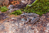 Gray's Stream frog (Strongylopus grayii), Cederberg Mountains, near Clanwilliam, South Africa