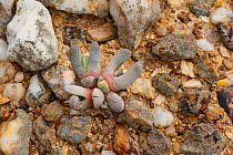 Succulent (Cheiridopsis species), Knersvlakte region, Namaqualand, South Africa