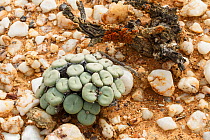 Conophytum concavum, a stone-mimicking succulent endemic to the Knersvlakte region, Namaqualand, South Africa