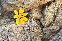 Yellow Gazania (Gazania lichtensteinii), Kamieskroon, Western Cape, South Africa.