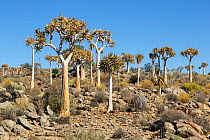 Quiver trees (Aloidendron dichotomum) near Kamieskroon, Western Cape, South Africa