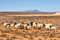 Dorper sheep, a South African breed of domestic sheep developed by crossing Dorset Horn and the Blackhead Persian sheep. Near Vanrhynsdorp, Western Cape, South Africa