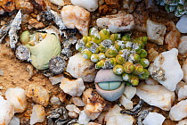 Endemic succulents Oophytum nanum and Argyroderma delaetii growing among quartz pebbles in the Knersvlakte, Western Cape, South Africa, where they are endemic