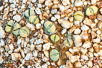 Endemic Stone plant (Argyroderma delaetii) also known as Bababoudjes (Babies' bottoms), growing among quartz pebbles in the Knersvlakte, Western Cape, South Africa