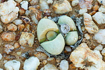 Endemic Stone plant (Argyroderma delaetii) with one new and one old seedpod, growing among quartz pebbles in the Knersvlakte, Western Cape, South Africa