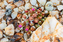 Endemic succulent (Oophytum nanum) in bud, growing among quartz pebbles in the Knersvlakte, Western Cape, South Africa.
