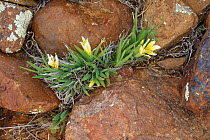 Babiana vanzijliae flowering, Nieuwoudtville, Northern Cape, South Africa