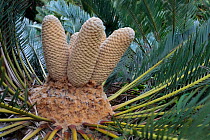 White-haired cycad (Encephalartos friderici-guilielmi) cones, Kirstenbosch Gardens, Cape Town, South Africa