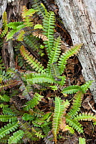 Alpine water fern (Blechnum penna-marina), Patagonia, Chile, South America