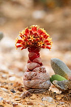 Flowering succulent (Crassula columnaris ssp. prolifera), Namaqualand, South Africa