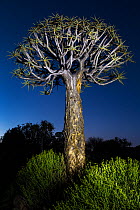 Quiver Tree (Aloidendron dichotomum), Kamieskroon, Western Cape, South Africa