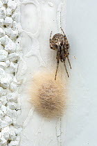 Missing-sector orweb spider (Zygiella x-notata) female guarding her egg-sac, Catbrook, Monmouthshire, Wales, UK