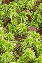 Spiky bog-moss (Sphagnum squarrosum), Whitelye Common, Monmouthshire, Wales, UK, September