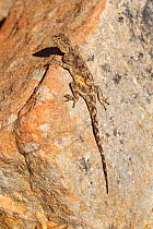 Ground agama (Agama aculeata), Cederberg Mountains, Western Cape, South Africa
