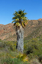 Introduced Fan palm (Washingtonia sp), Cederberg Mountains, South Africa