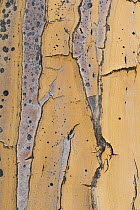 Bark of the Quiver tree (Aloidendron dichotomum), Western Cape, South Africa