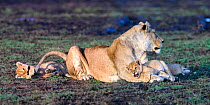 RF - Lion (Panthera leo) female with cubs, 10 weeks, playing and grooming. Woodland on the border of Serengeti / Ngorongoro Conservation Area (NCA) near Ndutu, Tanzania. (This image may be licensed ei...