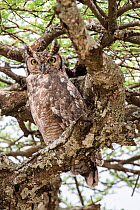 RF - Spotted eagle-owl (Bubo africanus) in Acacia woodland. Ndutu, Ngorongoro Conservation Area, Tanzania. (This image may be licensed either as rights managed or royalty free.)