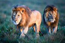 RF - Lions (Panthera leo) - two brothers patrolling territorial boundary. Short grass plains on the border of Serengeti / Ngorongoro Conservation Area (NCA) near Ndutu, Tanzania. (This image may be li...