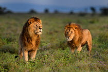 RF - Lions (Panthera leo) - two brothers patrolling territorial boundary. Short grass plains on the border of Serengeti / Ngorongoro Conservation Area (NCA) near Ndutu, Tanzania. (This image may be li...