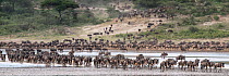 RF - Herds of White-bearded wildebeest (Connochaetes taurinus albojubatus) crossing Lake Ndutu on migration, Ngorongoro Conservation Area / Serengeti National Park, Tanzania. Digital composite. (This...