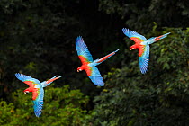 RF -Three colourful  Red-and-green macaws (Ara chloropterus) in flight over forest canopy. Mato Grosso do Sul, Brazil. September. (This image may be licensed either as rights managed or royalty free.)