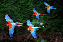 RF - Four colourful Red-and-green macaws or Green-winged macaws (Ara chloropterus) in flight over forest canopy. Mato Grosso do Sul, Brazil. September. (This image may be licensed either as rights man...
