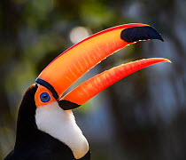 RF - Portrait of Toco toucan (Ramphastos toco) with colourful beak, southern Pantanal,  Brazil. (This image may be licensed either as rights managed or royalty free.)