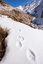 Foot prints / tracks of a Wolf (Canis lupus) through the snow. Ulley Valley in the Himalayas, Ladakh, India.