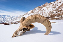 Skull of male Urial sheep (Ovis vignei) on snow covered slope. Himalayas near Ulley, Ladakh, India.