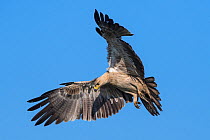 Tawny eagle (Aquila rapax) in flight, coming into land on carcass. Ndutu, Ngorongoro Conservation Area / Serengeti Tanzania.