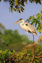 Coqoi heron (Ardea cocoi) male on branch overhanging the Cuiaba River, northern Pantanal, Mato Grosso, Brazil.