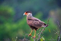 Southern crested caracara (Caracara plancus) perched in forest canopy. Pousada Araras, Northern Pantanal, Mato Grosso, Brazil.
