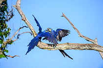 Hyacinth macaws (Anodorhynchus hyacinthinus) pair, Pousada Aguape, Moto Grosso do Sul State, Brazil. September.