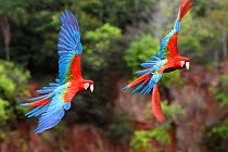 Red-and-green macaws (Ara chloropterus) pair in flight over forest canopy. Buraco das Araras, Jardim, Mato Grosso do Sul, Brazil. September.