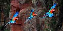 Sequence of a Red-and-green macaw or green-winged macaw (Ara chloropterus) coming into land at its nest hole on a cliff. Buraco das Araras, Jardim, Mato Grosso do Sul, Brazil. September. Digital composite image.