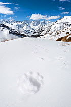 Tracks of a Snow leopard (Panthera uncia) on a snow-covered slope. Ulley Valley, Himalayas, Ladakh, India.