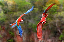Pair of Red-and-green macaws  (Ara chloropterus) in flight over forest canopy. Buraco das Araras, Jardim, Mato Grosso do Sul, Brazil. September.