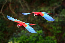 Red-and-green macaws (Ara chloropterus) in flight over forest canopy. Buraco das Araras, Jardim, Mato Grosso do Sul, Brazil. September.