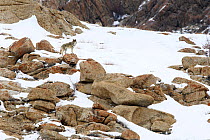 Wolf (Canis lupus) male on rocky snow covered slopes. Ulley Valley in the Himalayas, Ladakh, India.