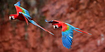 Red-and-green macaws  (Ara chloropterus) in flight over Buraco das Araras, Jardim, Mato Grosso do Sul, Brazil. September.