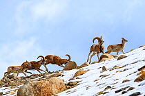 Urial sheep (Ovis vignei) herd running across steep barren slopes. Himalayas near Ulley, Ladakh, India.