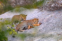 Leopard (Panthera pardus) female with one of its cubs, killing a feral / domestic dog on rocky outcrop. Jawai / Bera,  Rajasthan, India.
