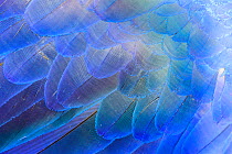 Close-up of Hyacinth Macaw (Anodorhynchus hyacinthinus) feathers, Brazil.