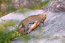 Leopard (Panthera pardus) female with one of its cubs  killing a feral / domestic dog  on rocky outcrop. Jawai / Bera in Rajasthan, India.