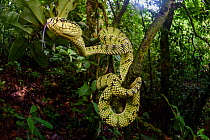 Sumatran pit viper (Trimeresurus sumatranus) female in rainforest understorey. Danum Valley, Sabah, Borneo.