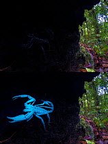 Borneo giant forest scorpion (Heterometrus longimanus) resting inside a fallen hollow log. Danum Valley, Sabah, Borneo. Photographed with natural light and then illuminated with UV light.