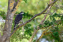 Adult African hawk-eagle (Hieraaetus spilogaster) perched in Acacia. Tarangire National Park, Tanzania.