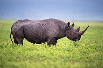 Black rhino (Diceros bicornis) female browsing on herbs. Ngorongoro Crater, Conservation Area, Tanzania. March.