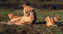 Lioness (Panthera leo) with cubs playing, Woodland on the border of Serengeti / Ngorongoro Conservation Area (NCA) near Ndutu, Tanzania.